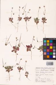 Erodium hoefftianum C. A. Mey., Eastern Europe, Lower Volga region (E9) (Russia)