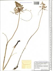 Allium flavum subsp. tauricum (Besser ex Rchb.) K.Richt., Caucasus, Stavropol Krai, Karachay-Cherkessia & Kabardino-Balkaria (K1b) (Russia)