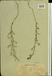 Salsola tragus L., Eastern Europe, Volga-Kama region (E7) (Russia)