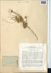 Calligonum rubescens Mattei, Middle Asia, Karakum (M6) (Turkmenistan)