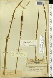 Typha angustifolia L., Eastern Europe, Moscow region (E4a) (Russia)