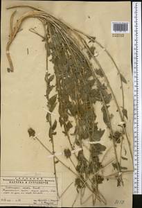 Codonopsis clematidea (Schrenk) C.B.Clarke, Middle Asia, Pamir & Pamiro-Alai (M2)