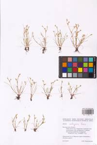 Juncus ranarius Songeon & E. P. Perrier, Eastern Europe, Central forest-and-steppe region (E6) (Russia)