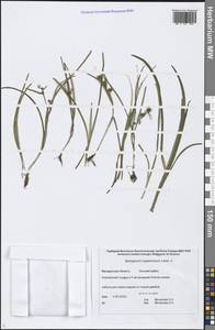 Sparganium hyperboreum Laest. ex Beurl., Siberia, Chukotka & Kamchatka (S7) (Russia)