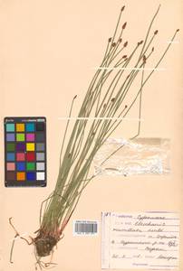 Eleocharis mamillata (H.Lindb.) H.Lindb., Siberia, Russian Far East (S6) (Russia)
