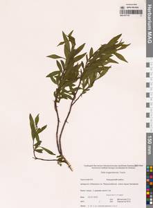 Salix boganidensis Trautv., Siberia, Chukotka & Kamchatka (S7) (Russia)