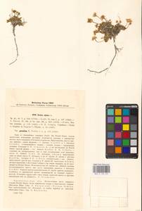 Draba alpina L., Eastern Europe, Northern region (E1) (Russia)