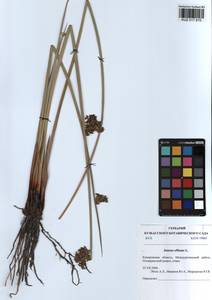Juncus effusus L., Siberia, Altai & Sayany Mountains (S2) (Russia)