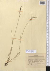Poa glauca Vahl, Middle Asia, Pamir & Pamiro-Alai (M2) (Kyrgyzstan)