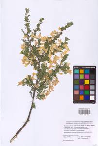 Chamaecytisus ruthenicus (Fisch. ex Woł.) Klásk., Eastern Europe, Middle Volga region (E8) (Russia)