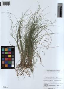 KUZ 002 948, Carex disperma Dewey, Siberia, Altai & Sayany Mountains (S2) (Russia)