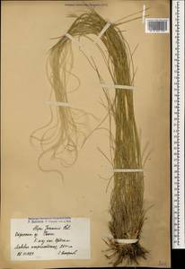 Stipa pennata L., Caucasus, Armenia (K5) (Armenia)