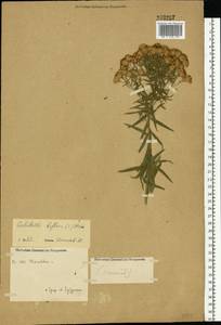 Galatella biflora (L.) Nees, Eastern Europe, Central forest-and-steppe region (E6) (Russia)