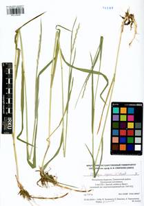 Elymus repens (L.) Gould, Siberia, Baikal & Transbaikal region (S4) (Russia)