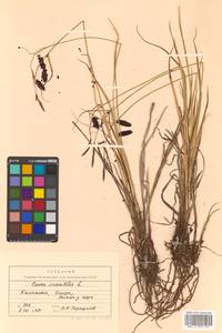 Carex saxatilis L., Siberia, Chukotka & Kamchatka (S7) (Russia)