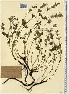 Nepeta teucriifolia subsp. iberica (Pojark.) A.L.Budantsev, Caucasus, Georgia (K4) (Georgia)
