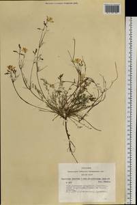 Hypecoum lactiflorum (Kar. & Kir.) Pazij, Siberia, Altai & Sayany Mountains (S2) (Russia)