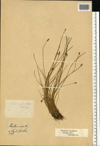 Eleocharis palustris (L.) Roem. & Schult., Eastern Europe, Central forest-and-steppe region (E6) (Russia)
