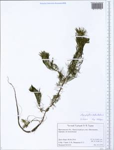 Myriophyllum verticillatum L., Eastern Europe, Central forest region (E5) (Russia)