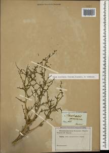 Noaea mucronata (Forssk.) Asch. & Schweinf., Caucasus (no precise locality) (K0)