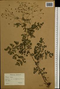Thalictrum foetidum L., Siberia, Western (Kazakhstan) Altai Mountains (S2a) (Kazakhstan)