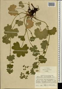 Alchemilla schistophylla Juz., Eastern Europe, Central region (E4) (Russia)