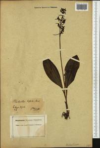 Platanthera bifolia (L.) Rich., Western Europe (EUR) (Germany)