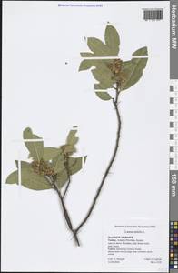 Laurus nobilis L., South Asia, South Asia (Asia outside ex-Soviet states and Mongolia) (ASIA) (Turkey)