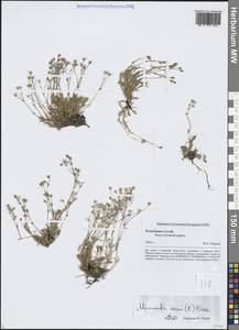 Sabulina verna subsp. verna, Siberia, Altai & Sayany Mountains (S2) (Russia)