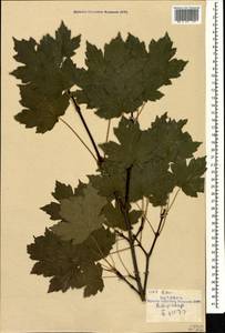 Acer hyrcanum, Caucasus, Armenia (K5) (Armenia)