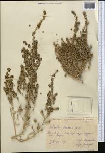 Pyankovia affinis (C. A. Mey. ex Schrenk) Mosyakin & Roalson, Middle Asia, Caspian Ustyurt & Northern Aralia (M8) (Kazakhstan)