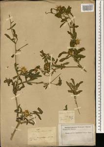 Centaurea iberica Trevis. ex Spreng., South Asia, South Asia (Asia outside ex-Soviet states and Mongolia) (ASIA) (Iran)