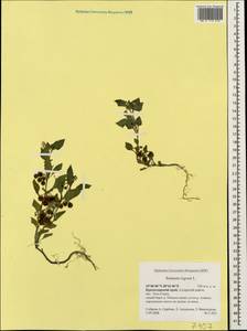 Solanum nigrum L., Caucasus, Krasnodar Krai & Adygea (K1a) (Russia)