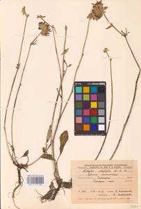 Anthyllis vulneraria L., Eastern Europe, Central forest-and-steppe region (E6) (Russia)