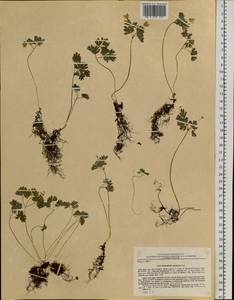 Isopyrum manshuricum (Kom.) Kom. ex W. T. Wang & P. K. Hsiao, Siberia, Russian Far East (S6) (Russia)