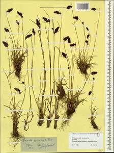 Luzula spicata (L.) DC., Caucasus, Stavropol Krai, Karachay-Cherkessia & Kabardino-Balkaria (K1b) (Russia)
