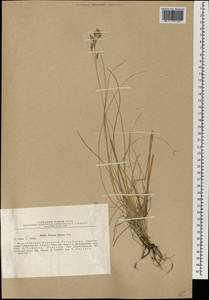 Festuca altaica Trin., Mongolia (MONG) (Mongolia)