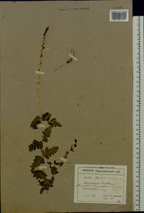 Dryopteris cristata (L.) A. Gray, Eastern Europe, North Ukrainian region (E11) (Ukraine)