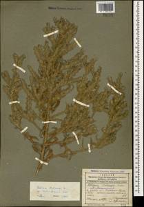 Echium italicum subsp. biebersteinii (Lacaita) Greuter & Burdet, Caucasus, Dagestan (K2) (Russia)