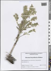 Onosma borysthenica Klokov, Siberia, Western Siberia (S1) (Russia)