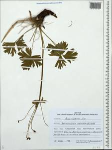 Anemonastrum narcissiflorum subsp. crinitum (Juz.) Raus, Siberia, Russian Far East (S6) (Russia)