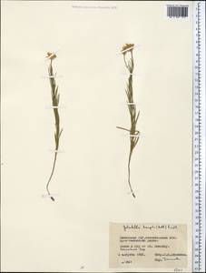 Galatella hauptii (Ledeb.) Lindl. ex DC., Middle Asia, Northern & Central Kazakhstan (M10) (Kazakhstan)