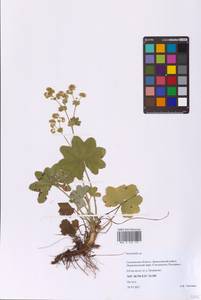Alchemilla, Eastern Europe, Western region (E3) (Russia)