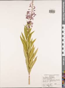 Chamaenerion angustifolium (L.) Scop., Eastern Europe, Central region (E4) (Russia)