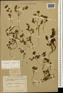 Trifolium retusum L., Caucasus, Krasnodar Krai & Adygea (K1a) (Russia)