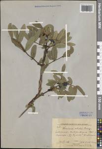 Lonicera caerulea subsp. caerulea, Siberia, Russian Far East (S6) (Russia)