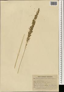 Desmostachya bipinnata (L.) Stapf, South Asia, South Asia (Asia outside ex-Soviet states and Mongolia) (ASIA) (India)
