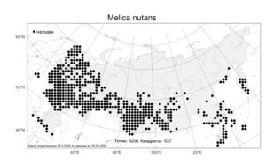 Melica nutans L., Atlas of the Russian Flora (FLORUS) (Russia)