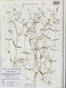 Stellaria palustris Ehrh. ex Retz., Eastern Europe, Northern region (E1) (Russia)