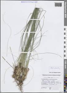 Stipa pennata L., Eastern Europe, Central region (E4) (Russia)